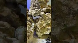 Snowflake moray eel#reefobsessed#fishkeepinghobby#reeflife#corals#fish#fishtank