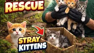 Rescuing Stray Kittens from Abandoned Place No Food, No Shelter&hellip; Only Hope 💔