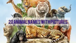 20 animal names with pictures ,🦓🐯🐰 l preschool learning l klb kidslearningbeats