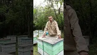 Качаем акацию😀😀😀 #bee #пчеленок #beekeeper