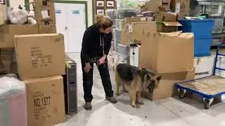 17 minutes UK College Of Scent Dogs Assessment week search dog