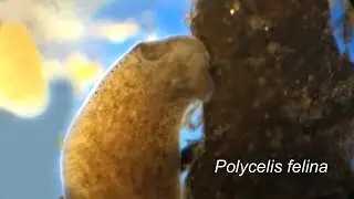 POLYCELIS FELINA