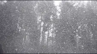 1 Hour Slow Motion Snowfall in Pine Forest ❄️ Calm Winter Ambience for Relaxation