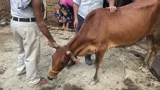 symptoms of TRP In Cow l dr umar khan