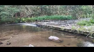 Bfs Trout fishing in Romania. Small river and creeks, small waterfalls.