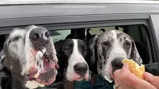Five Funny Great Danes' Epic Ice Cream Adventure - 3000th video