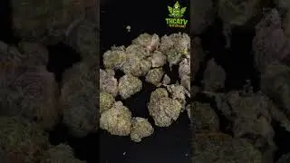 Is It ZA or NA? Connected Biscotti by Canna Cured 🍪 | THCA Strain Review