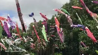 Assorted Koi Windsocks in Kauai, Hawaii - In the Breeze