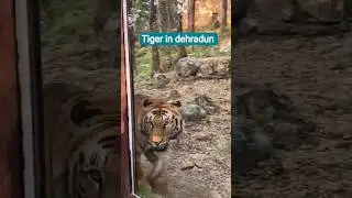 #tiger #बाघ #malsi #park #zoo #dehradunlove #jungle #king