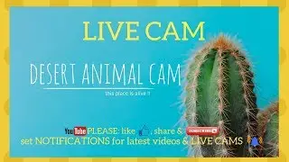 LIVE ANIMAL CAM:  WILDLIFE OF SOUTHWEST DESERT