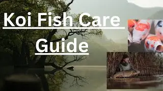 Koi Fish Care Guide#koifish #koipond #koifishcare