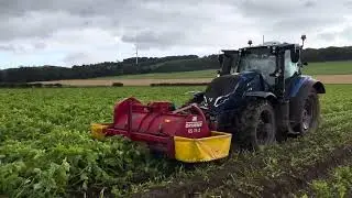 Topping our Melody seed Potatoes