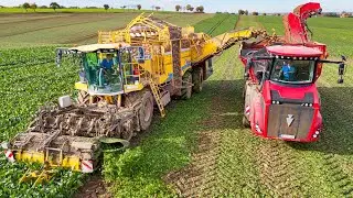 Zuckerr&uuml;benernte 2025 mit Ropa Tiger 6s + Holmer Terra Variant 585