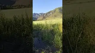 после культивация казахстан и полива картошку мал мал будет