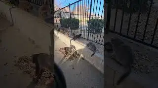 Wednesday, January 14th; Stray Cats Edition. 