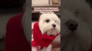 He thinks he's a human model! 💅😂 #animals #cutedog #dogfashion #dogsofyoutube #foryou #maltese