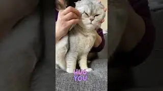 How I clean eyes for my cat