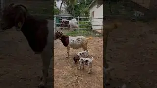 Namba💥💥Rock💥💥Boer male sold out #boergoats #trending #viral #goatfarm #shorts #boer #farming