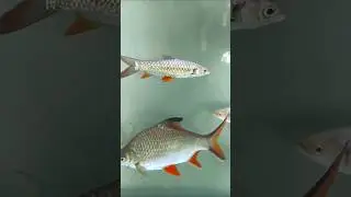 Indian natural fish #fish #indianfish #indian #native #fishroom