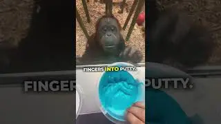 Brainrot has taken over zoo animals 🤣