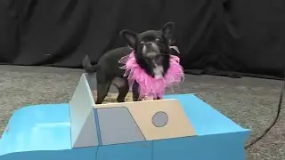 Canine Musical Freestyle Dogs at the Houston World Series of Dog Shows | HOUSTON LIFE | KPRC 2