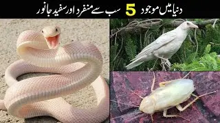5 Most Beautiful White Animals in the World Urdu || Top 5 White Animals Urdu || Waseem Zia TV