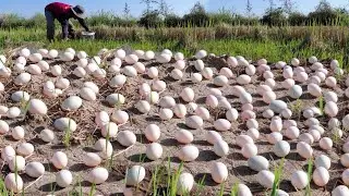 Wow amazing  -A farmer picked a lot of duck eggs in the rice fields east of the village.