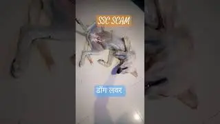 डॉग लवर शॉर्ट्स वीडियो।#love #harry# dog emotion।#hot#breakup #ssc#scam