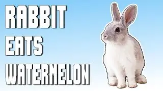 Bunnies Eating Watermelon Compilation