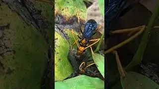 Spider Wasp Hauls Large Prey to Nest #SpiderWasp