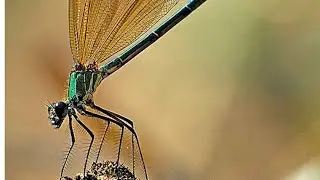 Close up of Dragon fly in human hands/copyright free/YOU CAN WITH DR.ANJANA