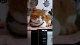 Kucing gemas oyen dengan tasbihnya#kucinggemas#oyen#shorts#shortsvideo#cutecats#youtuberpemula#cats