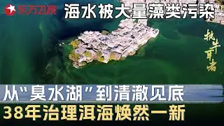 从“臭水湖”到人间仙境！洱海被藻类污染38年，如今清澈见底！外国生态专家纷纷前来学习 #未来说执牛耳者 第九季 第9集 FULL