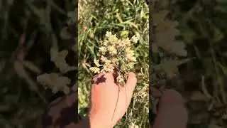 Native plant to the midwestern and north eastern USA and the western USA Anaphalis margaritacea