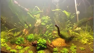 ✨Troubleshooting Common Fish Tank Problems✨