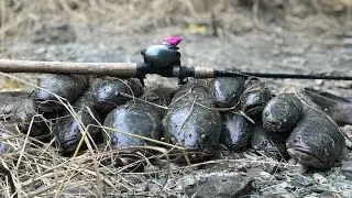 Sambaran Ikan Gabus Monster Mancing Pas Tepat Di Sarangnya
