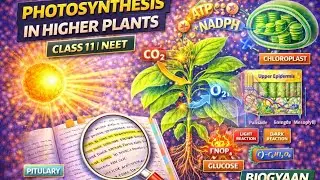 Photosynthesis in Higher Plants 🌿 | NCERT Line-by-Line | Class 11 Biology | NEET .part 2