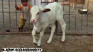 nukri bachri nukri gay Cholistani breed#bakra_mandi #cow