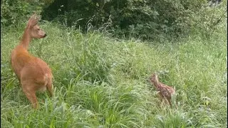 Wildkamera: Rehkitze in der N&auml;he von Heidelberg, Juni 2025 bis Januar 2026