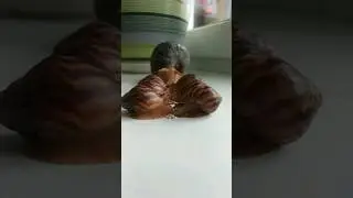 baby African snails 💕🐌 #animal #pets #cute