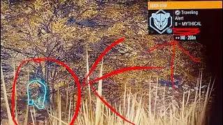 LEVEL 8 GOLD BLACK BEAR ANNIHILATED! The Hunter Call Of The Wild, Gameplay