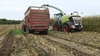Cutting maize With Rattigan Agri 2021