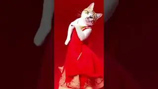 Drumroll and Dance: The Ultimate Pet Performance! 🥁✨ #PetEntertainment #FunWithPets