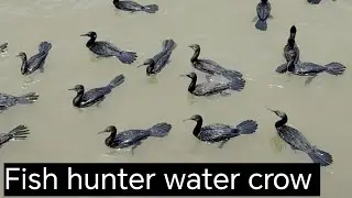 Water crow #paani kawwa# fish hunter crow# fishing / malpe Harbour