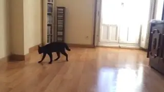Flashcat dance