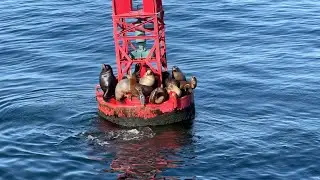 Santa Barbara Channel, California - Sea Lions on a Navigational Buoy (2022)
