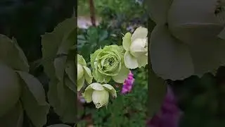 Lovely green rose #flowers
