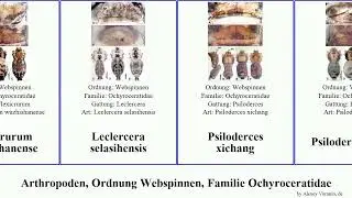 Arthropoden, Ordnung Webspinnen, Familie Ochyroceratidae sinoderces taichi arthropoda heise Pad
