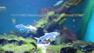 Aquarium #aquarium