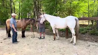 Wild horse-Domesticated horse, and people too! Life coaching through Horsemanship. Special guest-Ken